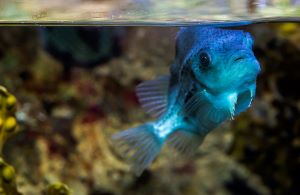 baby lumpy twin roockpool